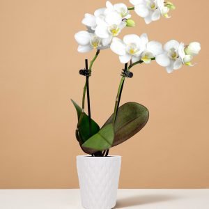 Mini Orchid