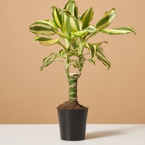Dracaena Fragrans ‘Sol’
