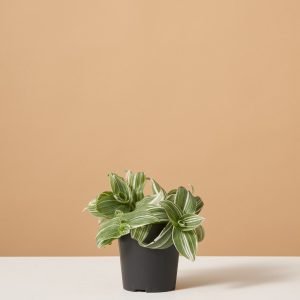 Tradescantia White Inch Plant