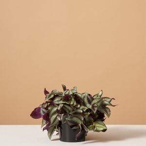 Tradescantia Zebrina