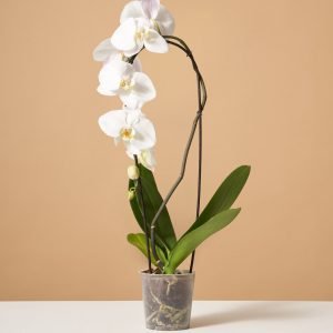 White Waterfall Orchid