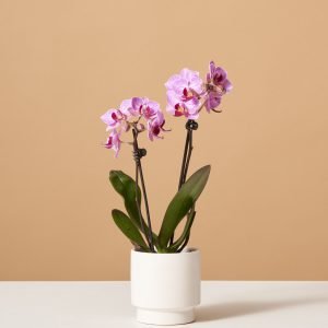 Petite Pink Orchid