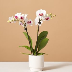 Petite White Orchid