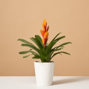 Bromeliad Vriesea Intenso Orange