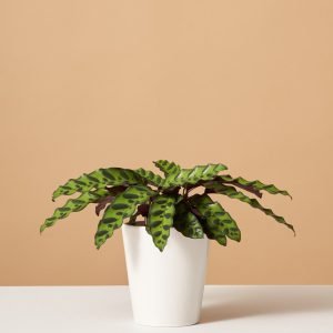 Calathea Rattlesnake