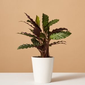 Calathea Wavestar
