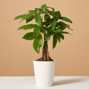 Money Tree Plant