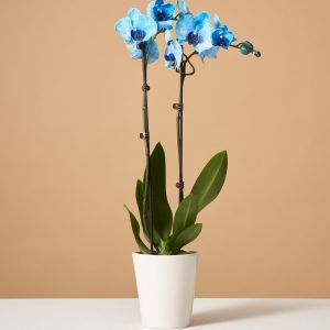 Blue Watercolor Orchid