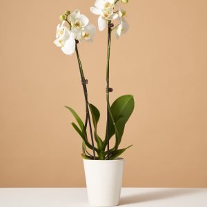 White Orchid