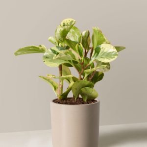 Peperomia Green Gold