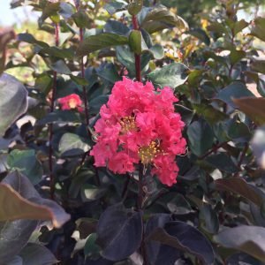 Thunderstruck™ Coral Boom™ Crape Myrtle